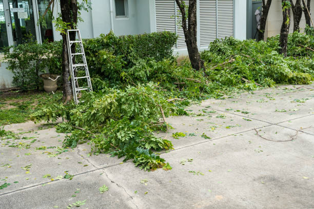 Tree Branch Trimming in Big Rapids, MI